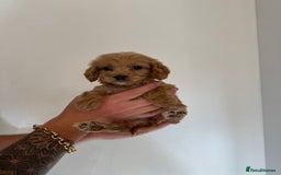 Cockapoo dogs for sale: cockapoo puppies  - Image 4