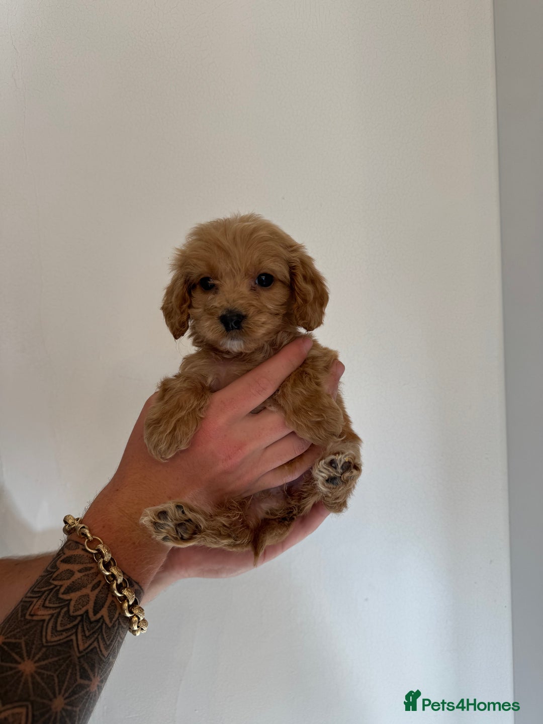 Cockapoo dogs for sale: cockapoo puppies  - Image 4