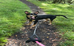Australian Kelpie dogs for sale: Australian kelpie  - Image 2