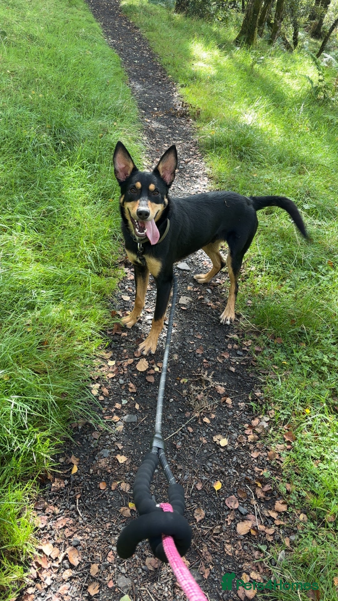 Australian Kelpie dogs for sale: Australian kelpie  - Image 2