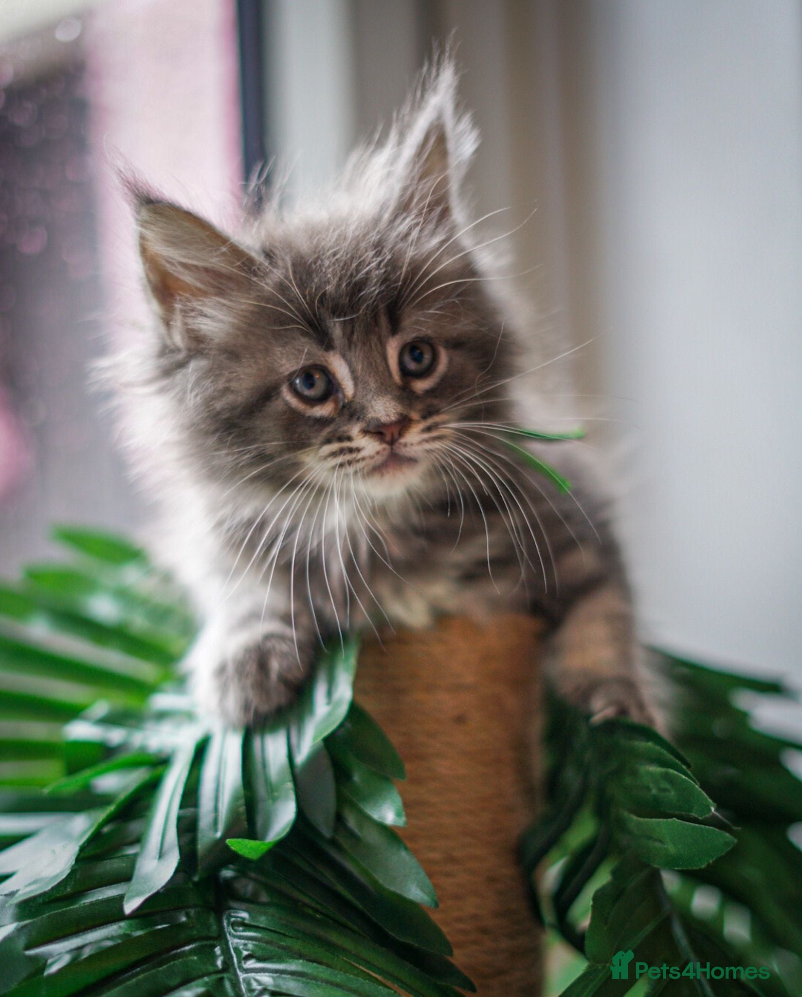 Maine Coon cats  Full breed Maine coon kittens ready tomorrow £795 - Advert 9