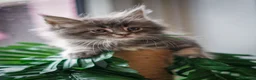 Maine Coon cats for sale:  Chunky full Maine coon kittens ready now   £795 - Advert 1