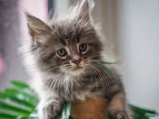 Maine Coon cats Full breed Maine coon kittens ready tomorrow £795 - Advert 9