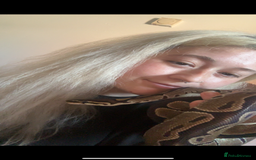 Python Snake reptiles for sale: Reggie the Loving Royal Python - 3 Years Old - Image 5