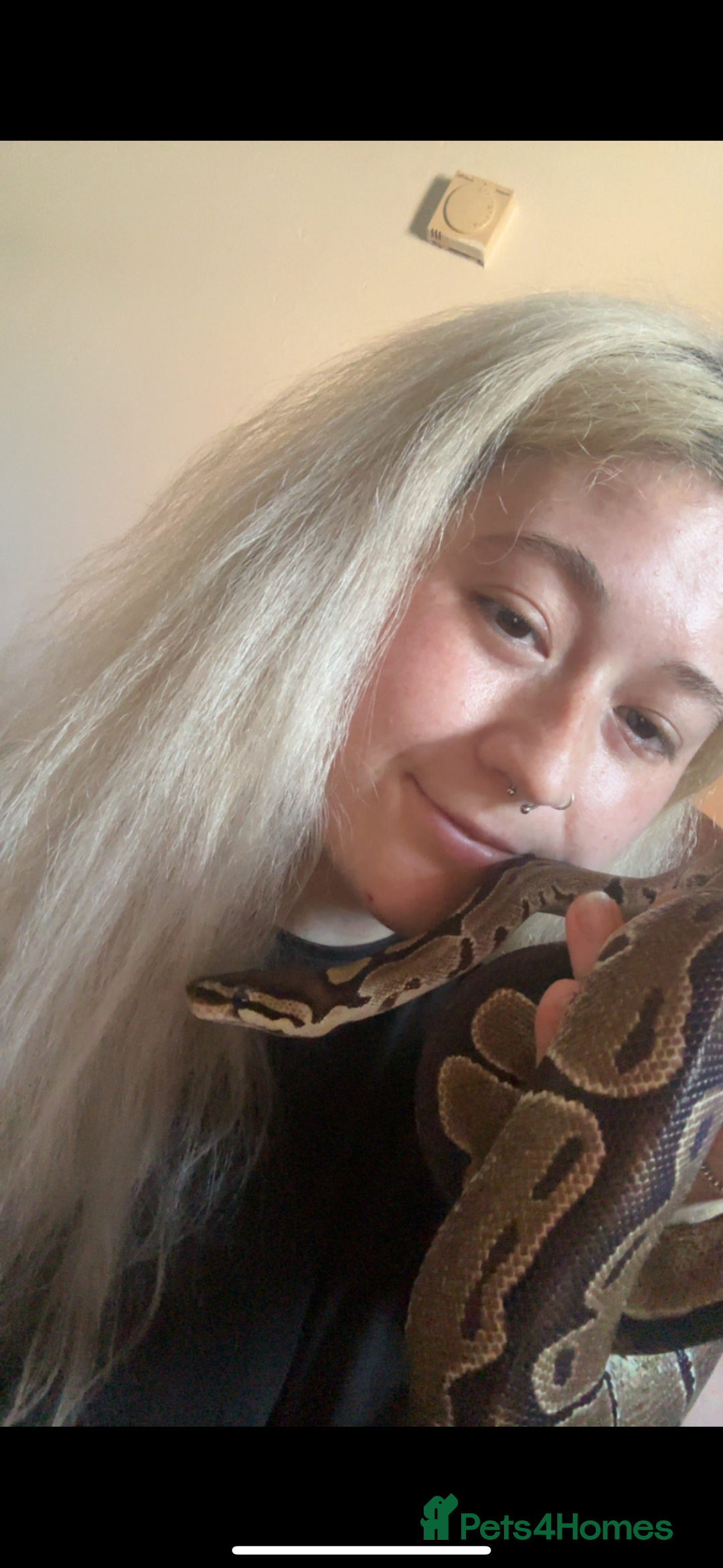 Python Snake reptiles for sale: Reggie the Loving Royal Python - 3 Years Old - Image 5