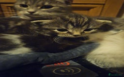 Russian Blue cats for sale: Russian blue mix - Image 4