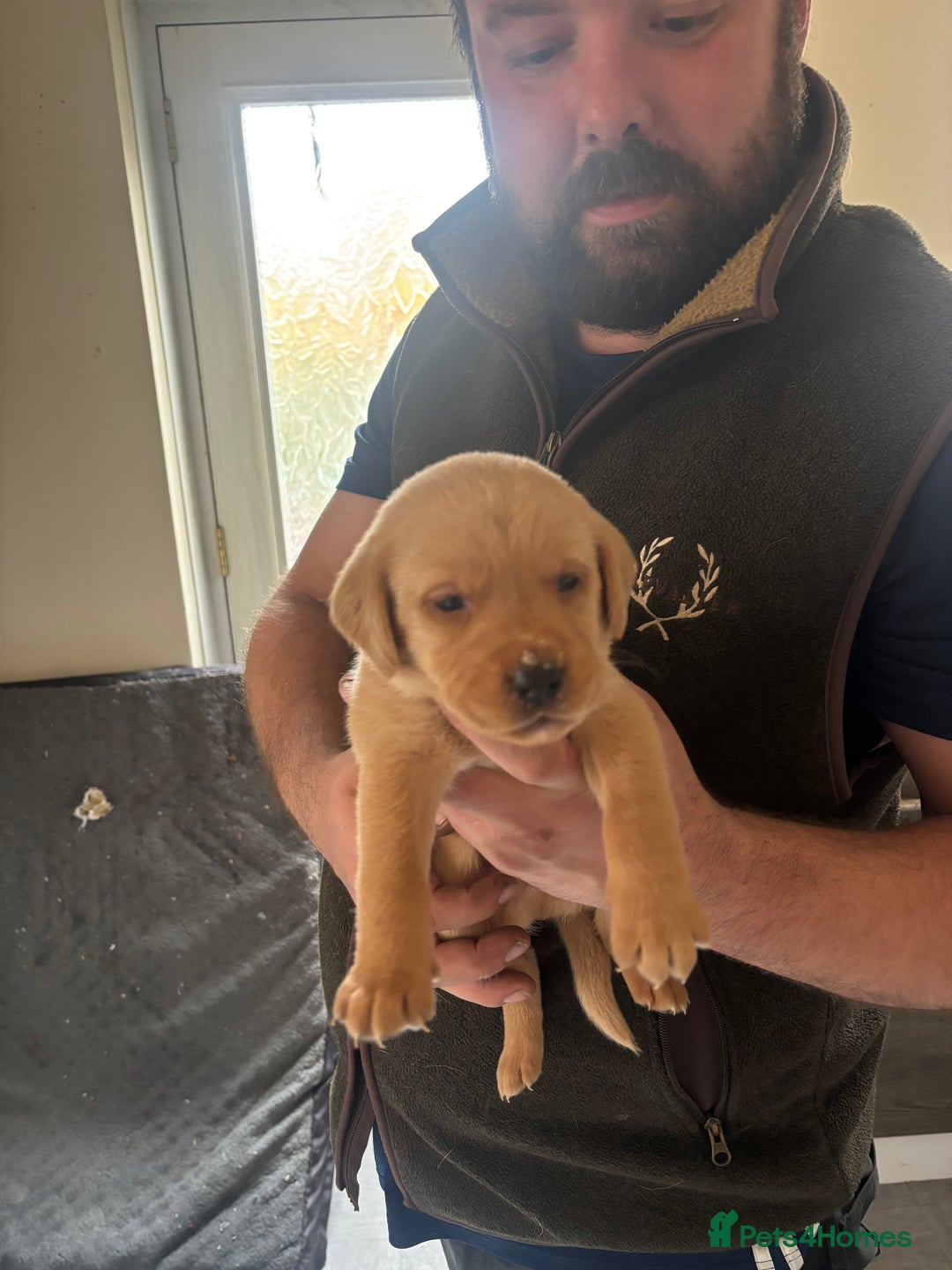 Labrador Retriever dogs for sale: Fox red Labrador - Advert 15