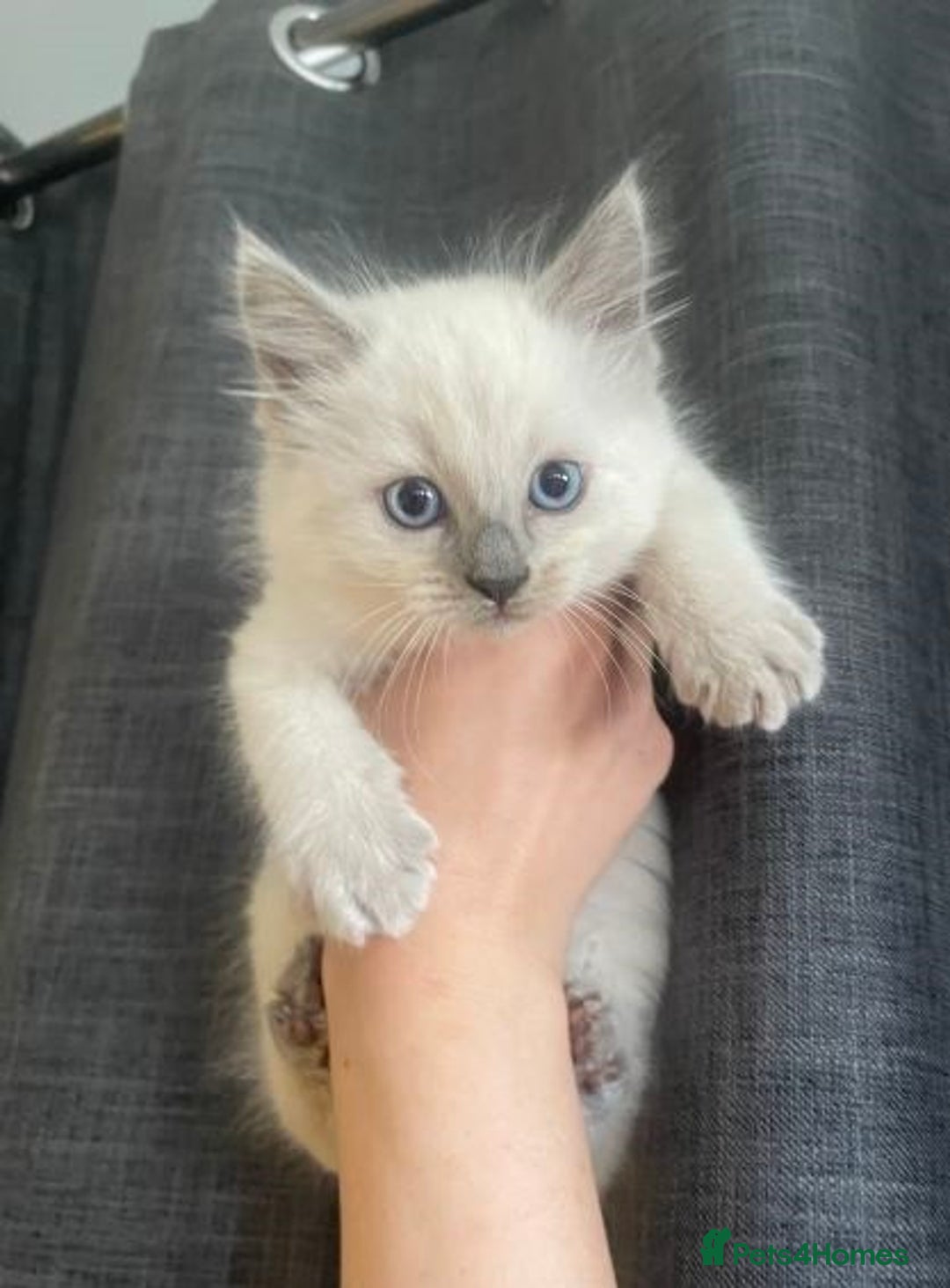 Ragdoll cats for sale: Humble Blue eyes Ragdoll kittens up for sales - Image 2