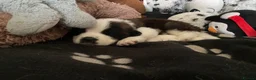 Saint Bernard dogs for sale: (Last 3) Gorgeous Saint Bernard puppies available  - Advert 24