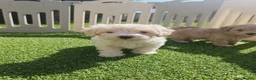 Maltipoo dogs for sale: Maltipoo Puppies READY TO LEAVE  - Advert 14