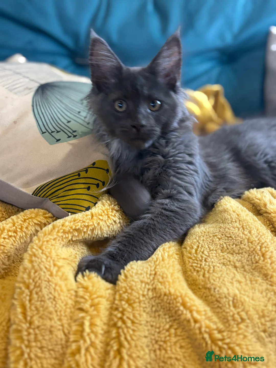 Maine Coon cats for sale: Last kitten - FiFe Maine Coons (ready Jan 21st) - Advert 2