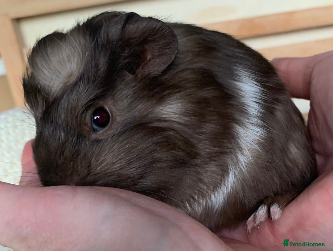 Guinea Pig rodents for sale:  VERY tame, healthy, GORGEOUS baby boy Guinea pigs - Advert 9