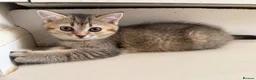 Scottish Fold cats for sale: Stunning Scottish fold kittens are ready - Advert 10