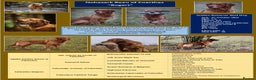 Golden Retriever dogs for stud: Dark golden retriever at stud  - Advert 6
