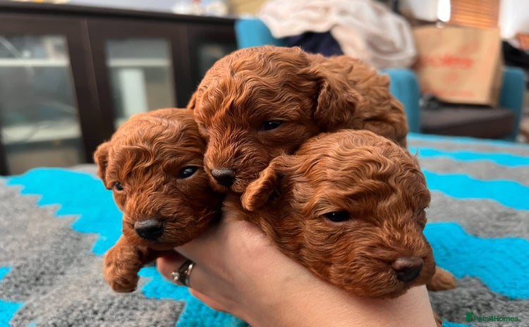 Toy Poodle dogs - Advert 3