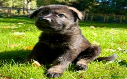 German Shepherd dogs for sale: Ready now, Liverpool, Health Tested Parents - Image 1