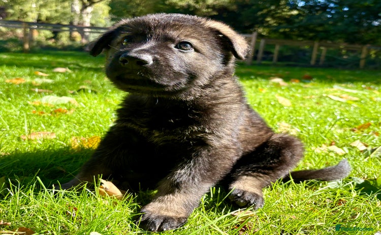 German Shepherd dogs - Advert 4