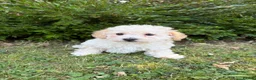 Poochon dogs for sale: Gorgeous F1 Poochon puppies - Advert 13