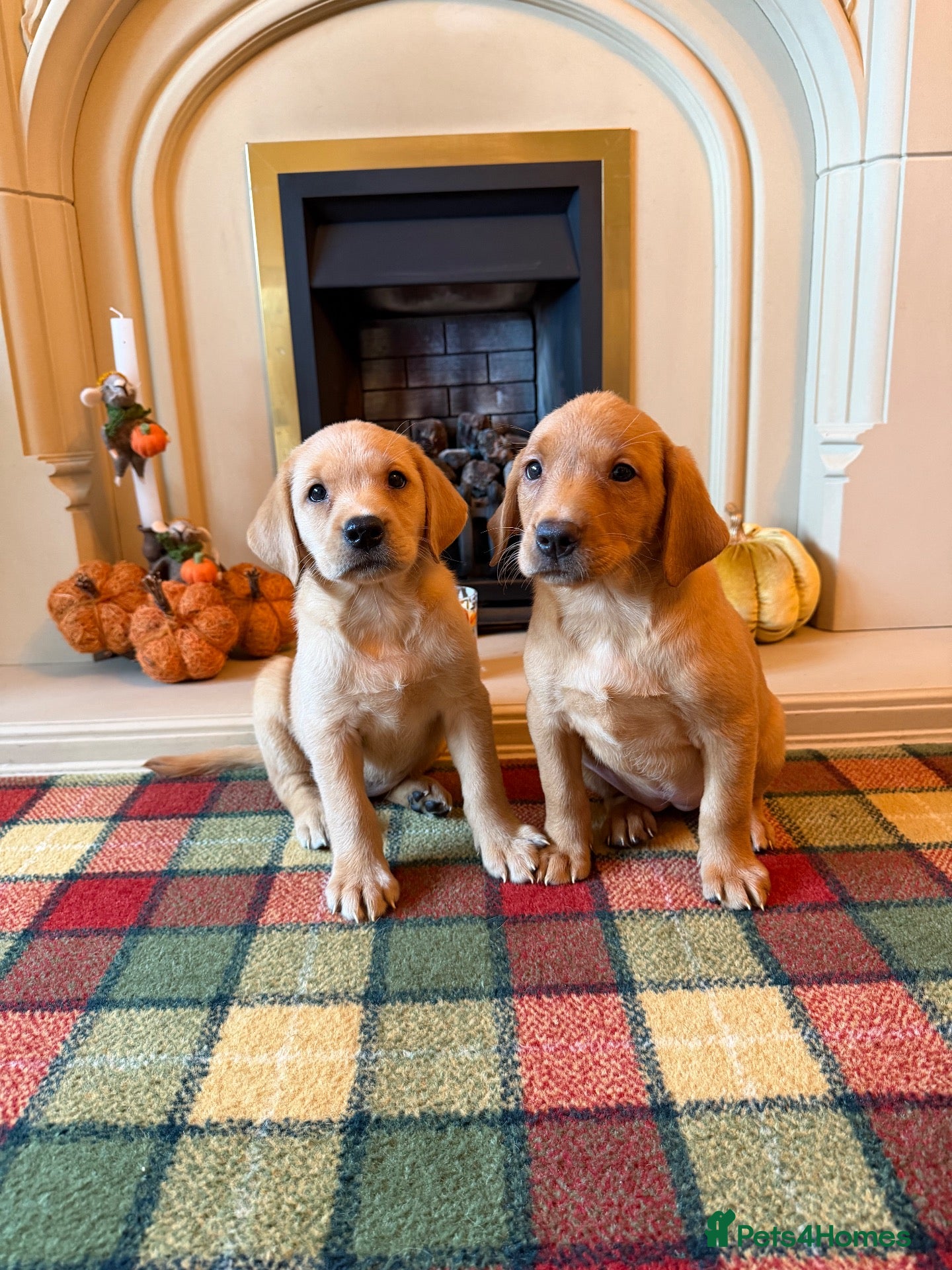 Labrador Retriever dogs *READY NOW* Stunning KC girls, tested&many FTCH/Ws - Advert 1