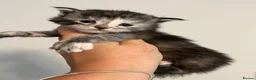 Maine Coon cats for sale: Maine coon kittens  - Advert 18