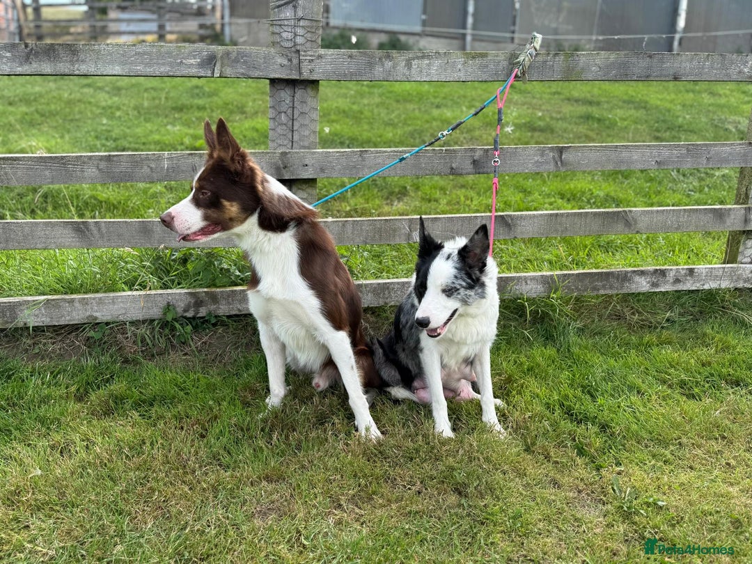 Border Collie dogs for sale: Ready to Leave Border Collie Puppies  - Image 8