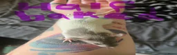 Rat rodents for sale: 8 baby girl rats in Basildon - Advert 4