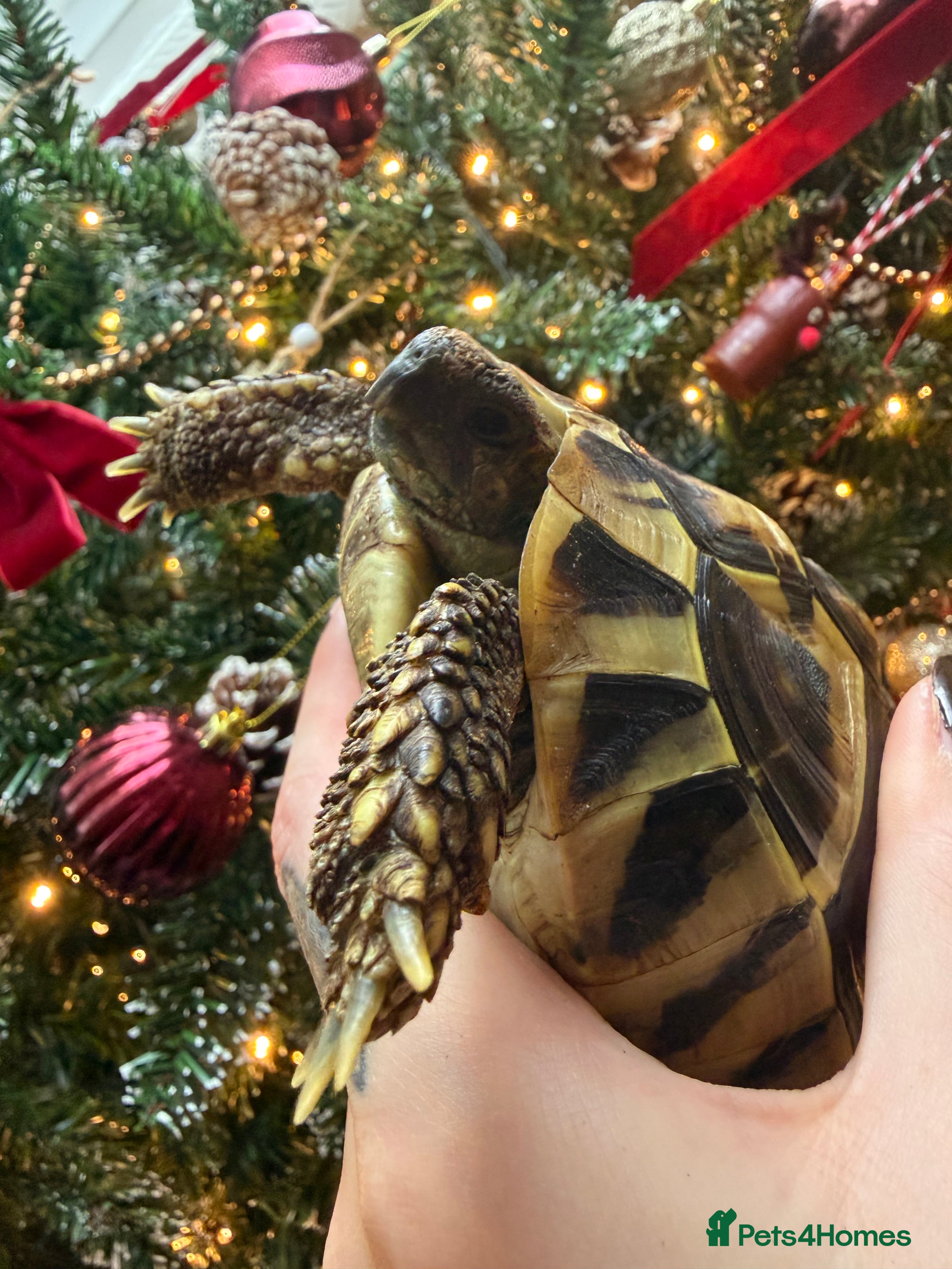 Hermann Tortoise reptiles Walter - Advert 3