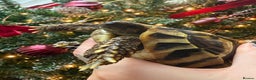 Hermann Tortoise reptiles for sale: Walter - Advert 1