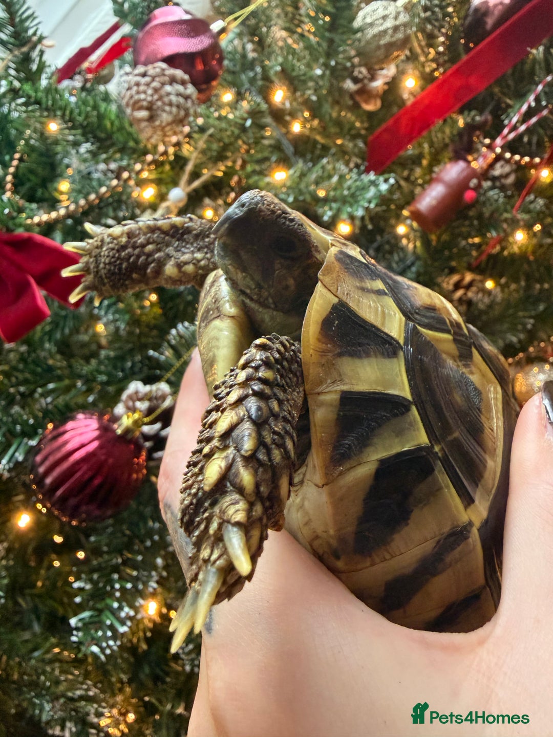 Hermann Tortoise reptiles for sale: Walter - Advert 1