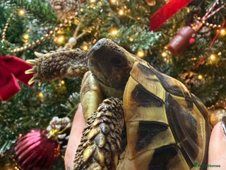 Hermann Tortoise reptiles Walter - Advert 1