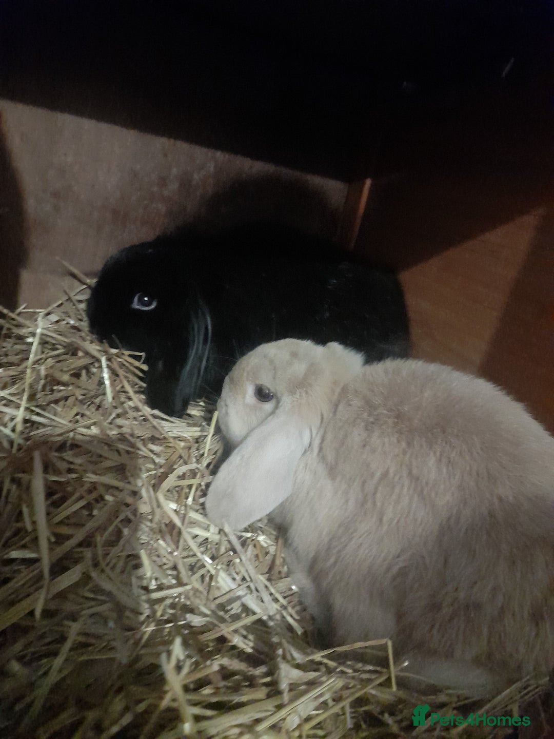 Mixed Breed rabbits for sale: 2 girls £50 for both  - Advert 1