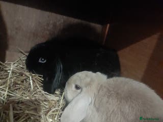Mixed Breed rabbits 2 girls £50 for both - Advert 19