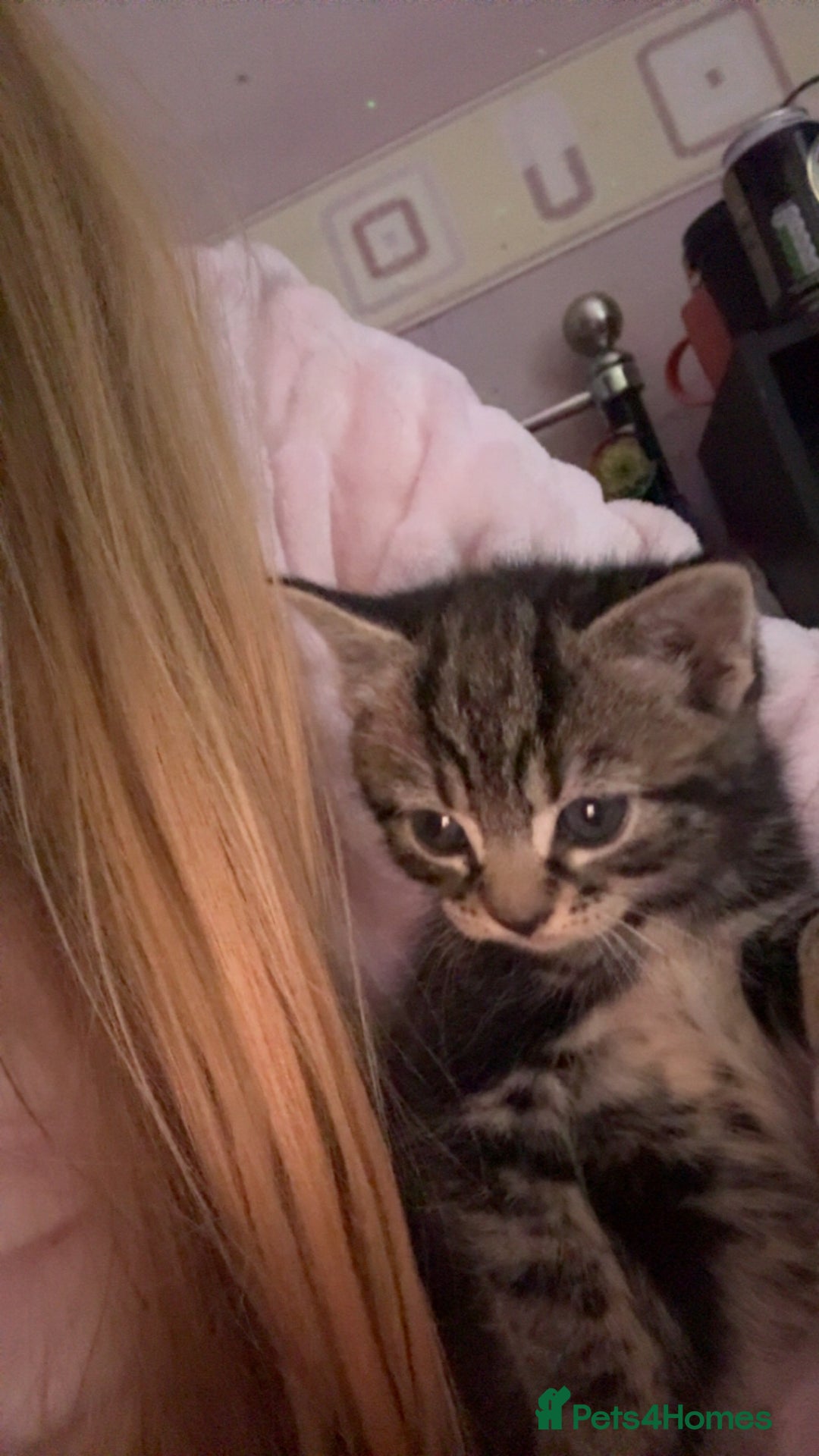 Mixed Breed cats for sale: Five tabby shorthair and longhair kittens - Advert 15