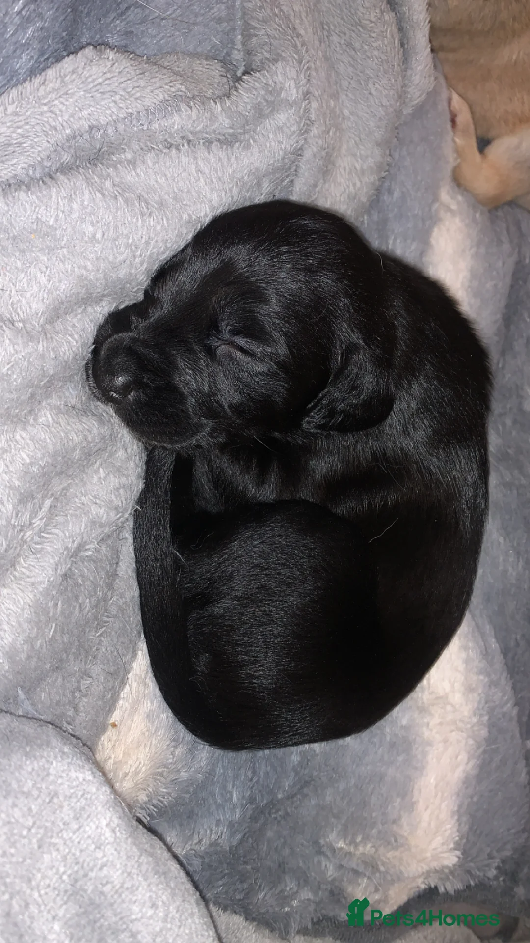 Mixed Breed dogs for sale: Gorgeous whippet x German shepherd/whippet puppies in Livingston - Advert 2
