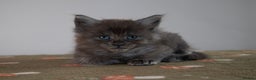 Maine Coon cats for sale: Gorgeous TICA-Registered Maine Coon Kittens! - Advert 29