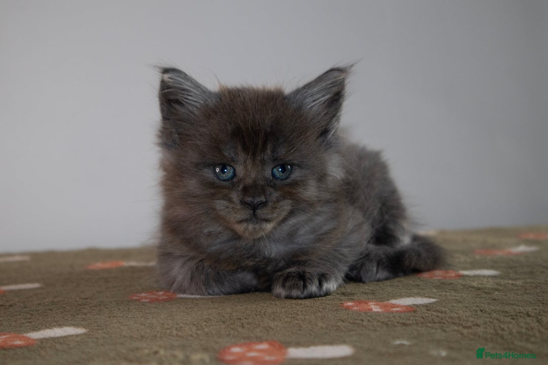 Maine Coon cats for sale: Gorgeous TICA-Registered Maine Coon Kittens! - Advert 29