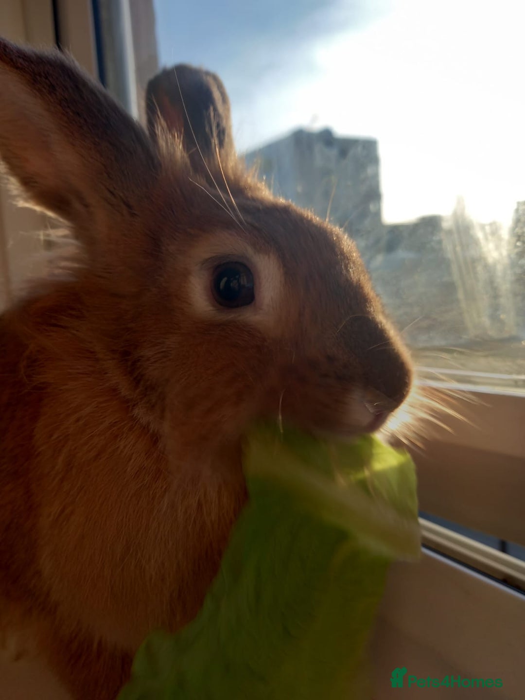 Lionhead rabbits for sale: Lion Head Male Rabbit  - Image 1