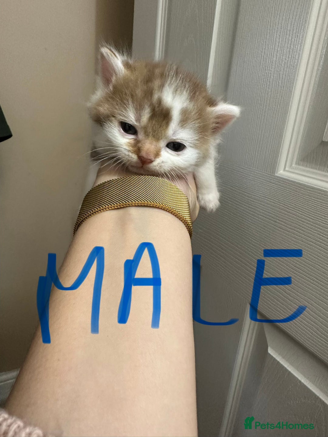 British Shorthair cats for sale: Kittens British shorthair mixed  - Image 14
