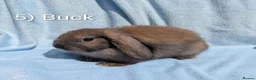 Mini Lop rabbits for sale: Stunning Mini Lops Ready Now - Advert 6