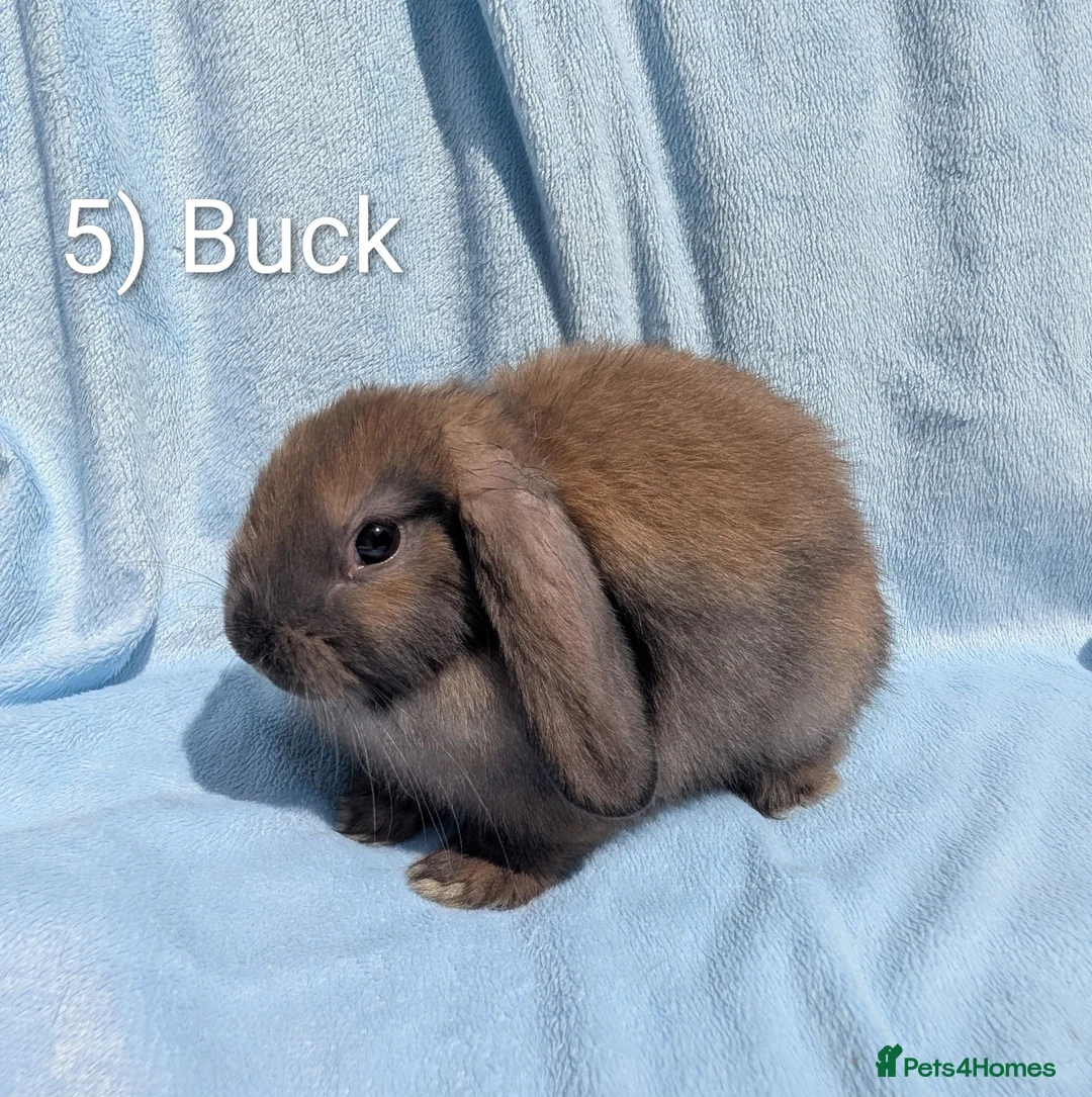 Mini Lop rabbits for sale: Stunning Mini Lops Ready Now - Advert 6