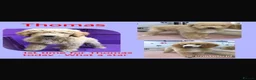 Goldendoodle dogs for sale: Beautiful golden doodle puppies for sale  - Advert 24