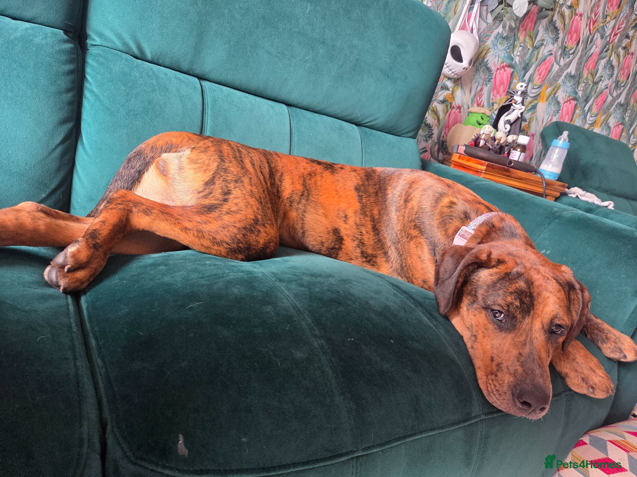 Mixed Breed dogs Beautiful girl for rehome - Advert 10