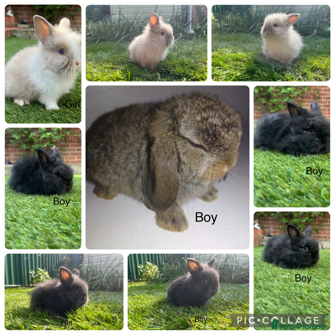 Lionhead rabbits for sale: Mini double maned lionheads and mini lops  - Advert 1