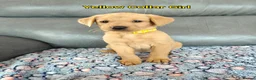 Labrador Retriever dogs for sale: Kc Reg Fox Red Labs From Health Tested Parents  - Advert 9