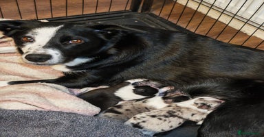 Border Collie dogs KC registered border collie puppies  - Advert 4