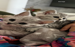Mixed Breed cats for sale: Persian Chinchilla and British Shorthair  - Image 4