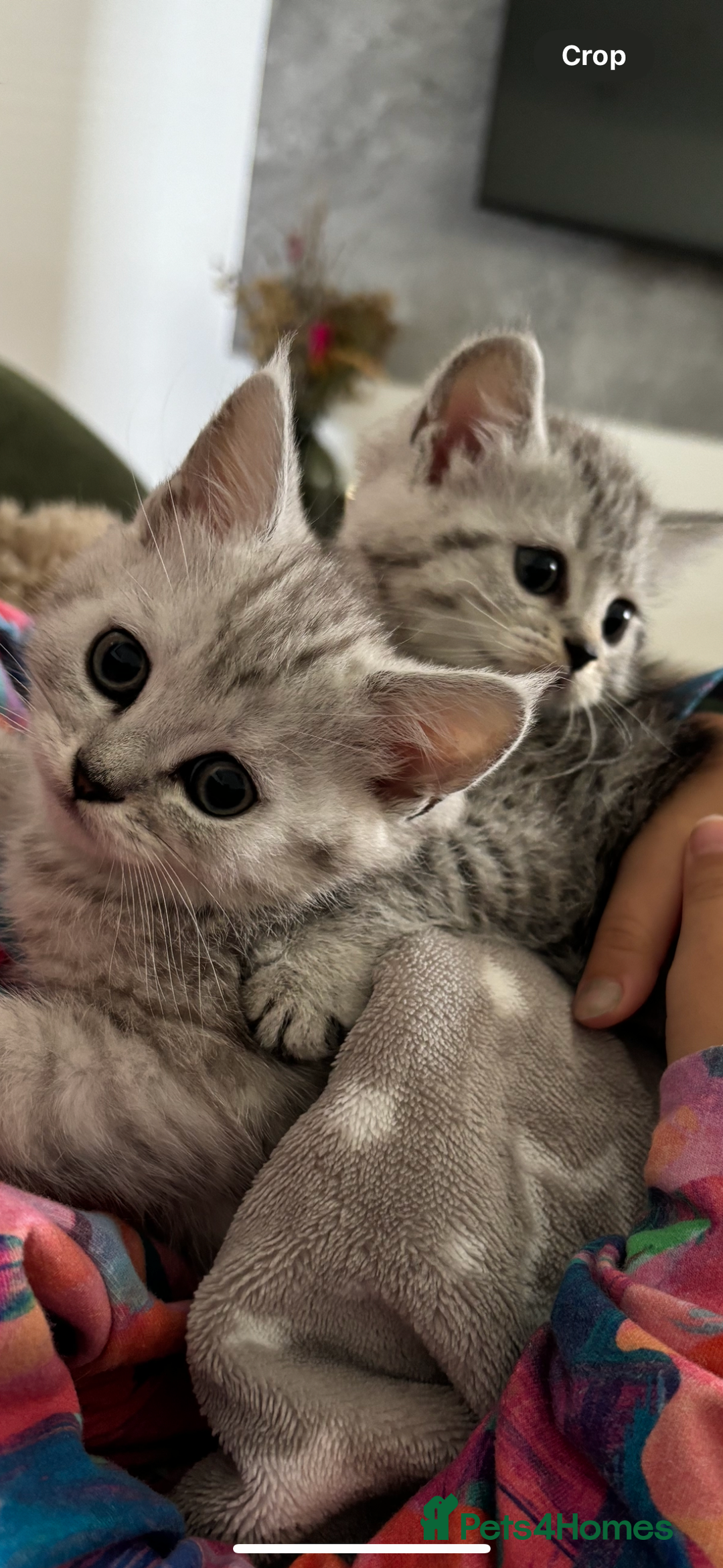 Mixed Breed cats for sale: Persian Chinchilla and British Shorthair  - Image 4