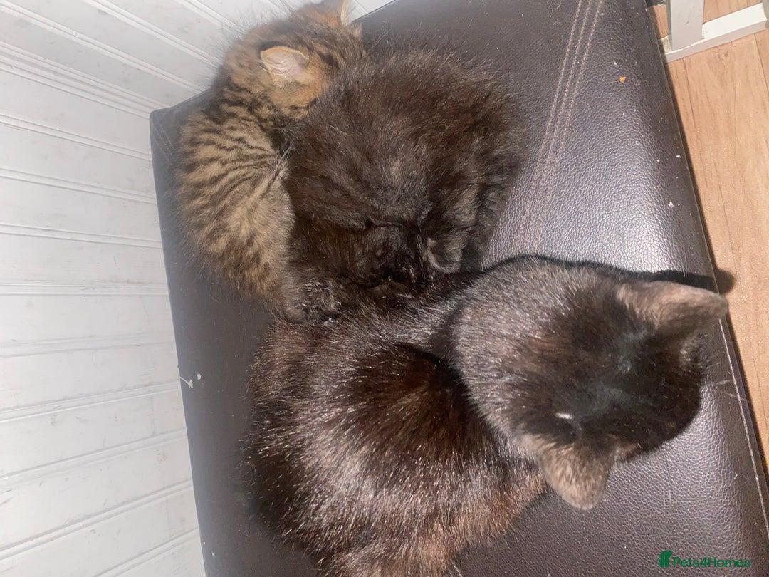 Mixed Breed cats for sale: Two little beauties  - Image 3
