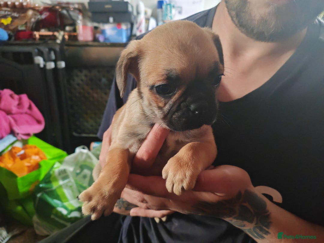 Frug dogs for sale: Frug puppies for sale - Image 4