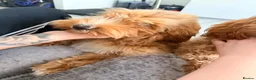 Cavapoo dogs for sale: Cavapoo One beautiful female puppy available  - Advert 9